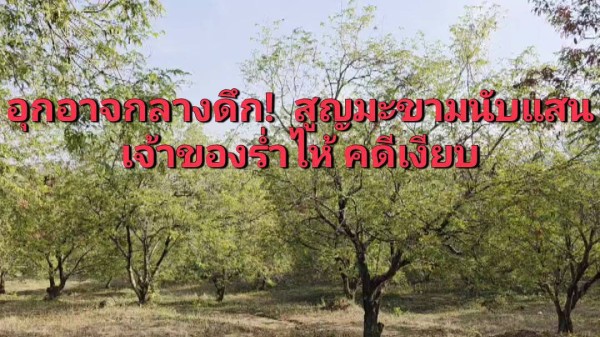 เพชรบูรณ์อุกอาจ! 5 คนร้ายพร้อมอาวุธปืน ยกพวกลักมะขามหวานทั้งสวน เจ้าของร่ำไห้ คดีไร้ความคืบหน้า