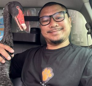 สุรินทร์-ชาวบ้านพบหงส์ดำราคาร่วมแสนบาทหลงมา รีบแจ้งกู้ภัยมารับไว้ที่ศูนย์กู้ภัย ล่าสุดเจ้าของมารับหงส์ดำกลับบ้านแล้ว