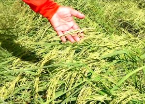 สุรินทร์-เกษตรกรโรคไหม้คอรวงข้าวในนาระบาดหนัก วอนหน่วยงานหาแนวทางแก้ไข